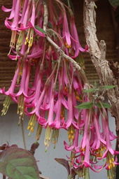 Fuchsia mezae