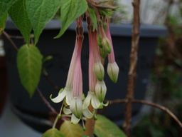Fuchsia pilaloensis