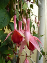 Cannenburch Floriant