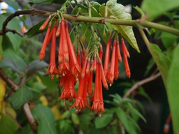Fuchsia dependens