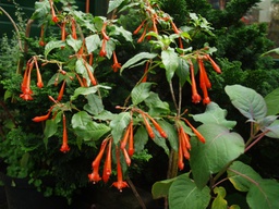 Fuchsia scherffiana