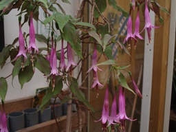 Fuchsia juntasensis