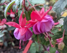 Frau Hilde Rademacher