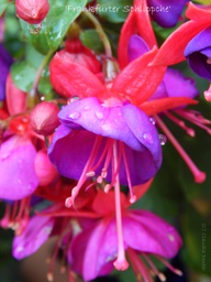 Frankfurter Schlippche