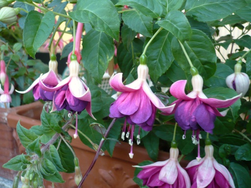 Botanische Gärten Hamborn