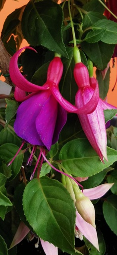 Gärtnermeister Jürgen Domeyer