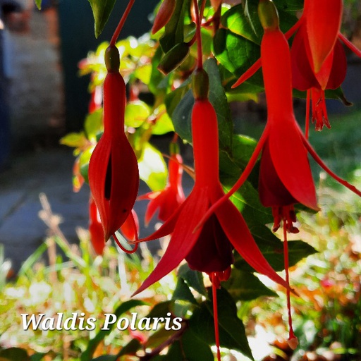 Waldis Polaris