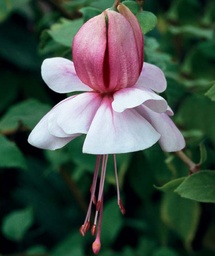 Freundeskreis Leonberg