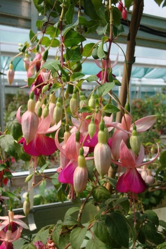 Zilda Catherine Friob