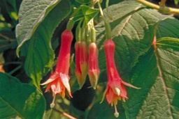 Speciosa