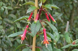Fuchsia denticulata