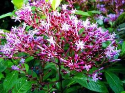 Fuchsia paniculata `Las Margaritas´