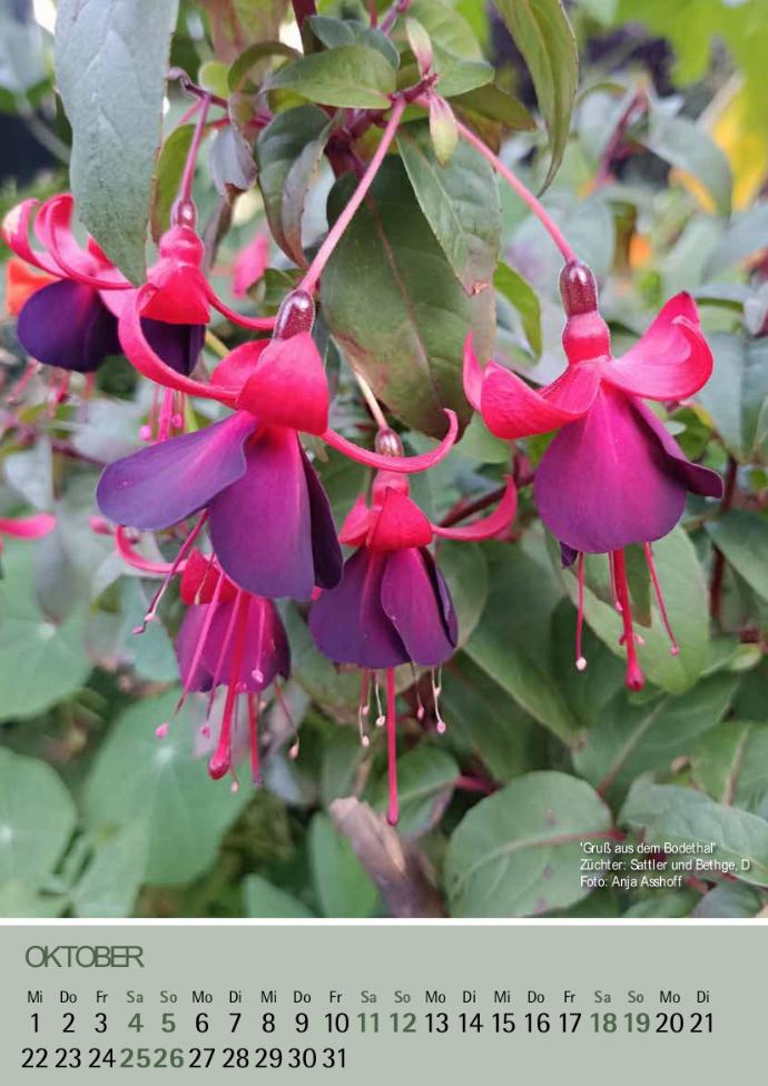 'Gruß aus dem Bodethal' Foto: Anja Asshoff.