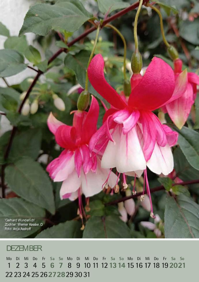 'Gerhard Wunderlich' Foto: Anja Asshoff.