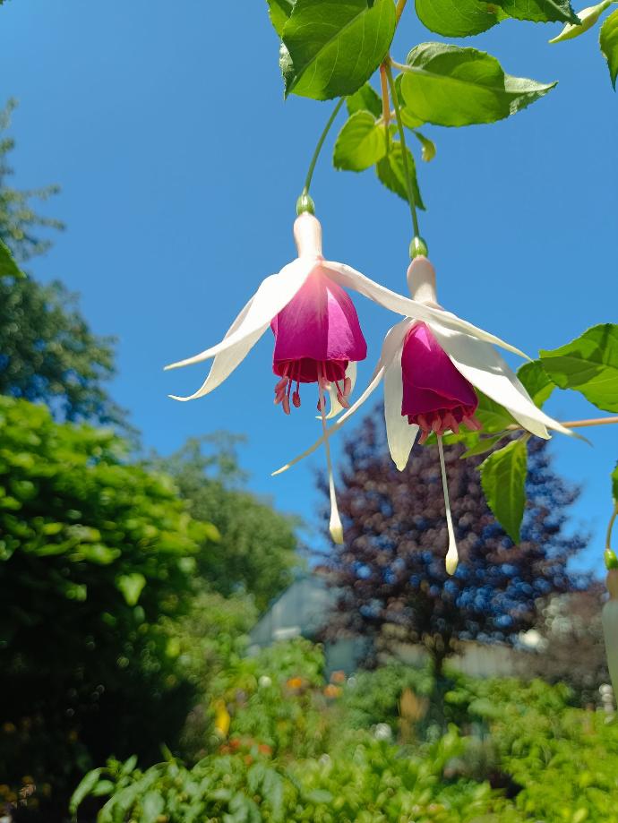 'My Honey' Foto: Anja Asshoff.