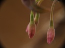 Fuchsia mezae