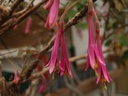 Fuchsia mezae