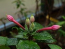 Fuchsia macrostigma