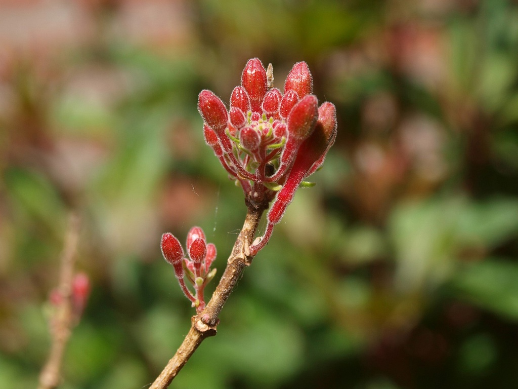 Fuchsia cestroides