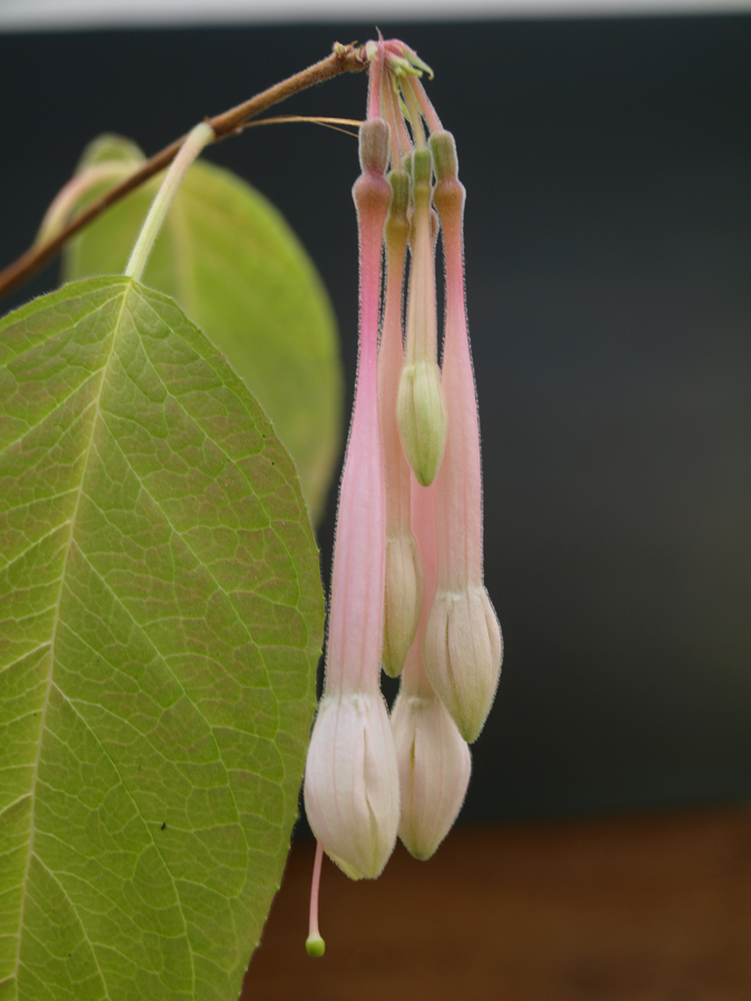 Fuchsia pilaloensis