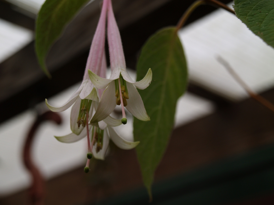 Fuchsia pilaloensis