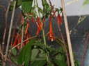 Fuchsia dependens