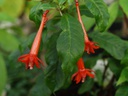 Fuchsia scherffiana