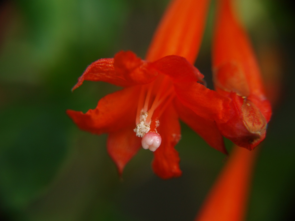 Fuchsia scherffiana
