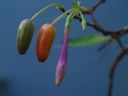 Fuchsia juntasensis