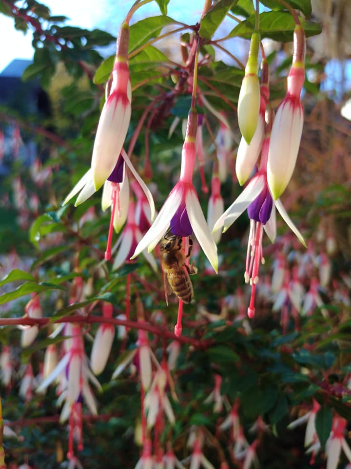 Fuchsia mag. var. arauco