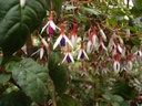Fuchsia mag. var. arauco