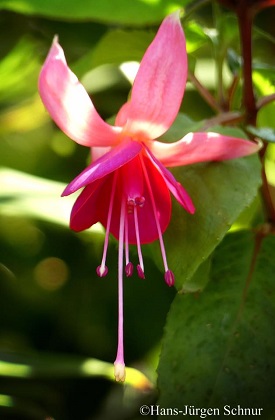 Pinkes Riesending