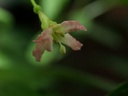 F. thymifolia ssp.minimiflora