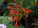 Fuchsia hartwegii