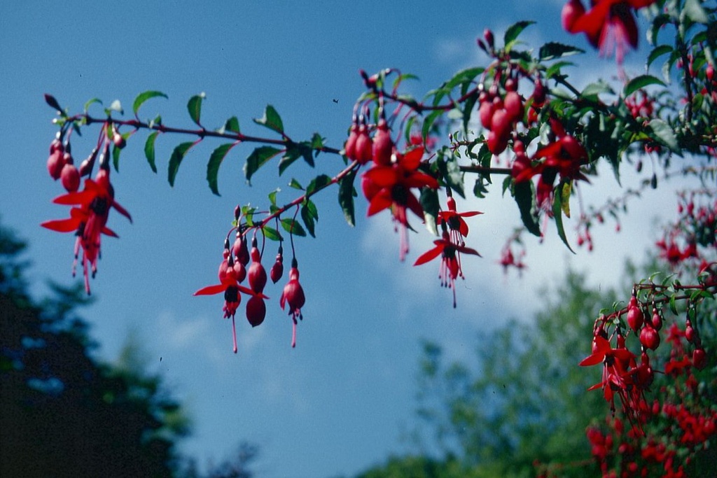 Fuchsia magellanica var. riccartonii