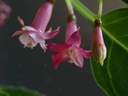 Fuchsia microphylla ssp.hemsleyana