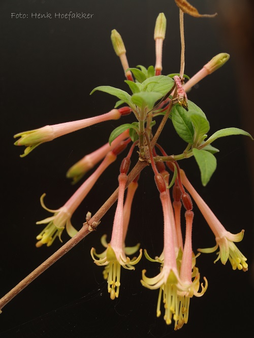 Fuchsia cestroides