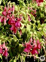 Pinkes Riesending