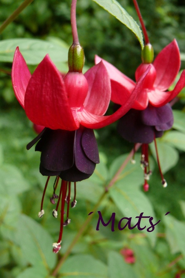 Mats