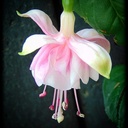 Carol Lynn Whittemore