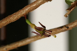 Fuchsia cyrtandroides