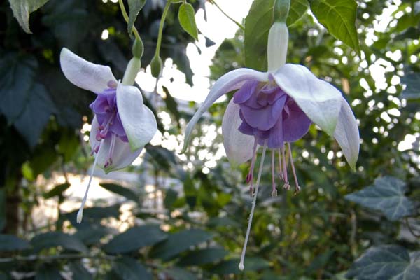 Blue Veil
