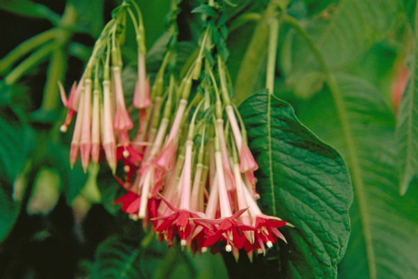 Fuchsia boliviana 'Alba'