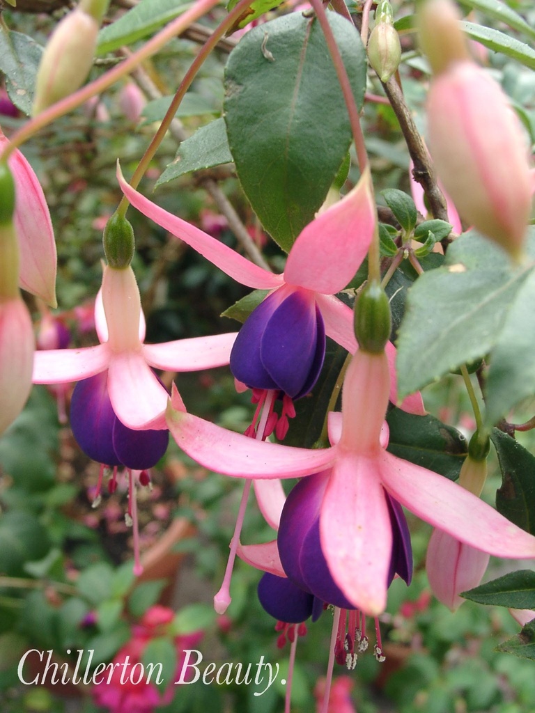 Chillerton Beauty