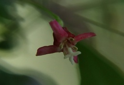 Fuchsia thymifolia ssp.minimiflora