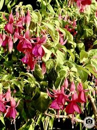 Pinkes Riesending