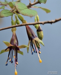 Fuchsia perscandens