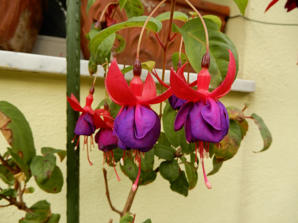 Béranger Deutsche Fuchsiengesellschaft e.V.