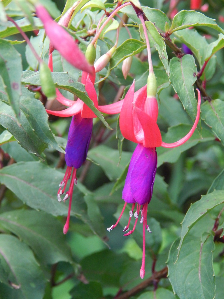 Felix Kirsten Deutsche Fuchsiengesellschaft e.V.