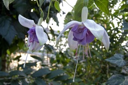 Blue Veil